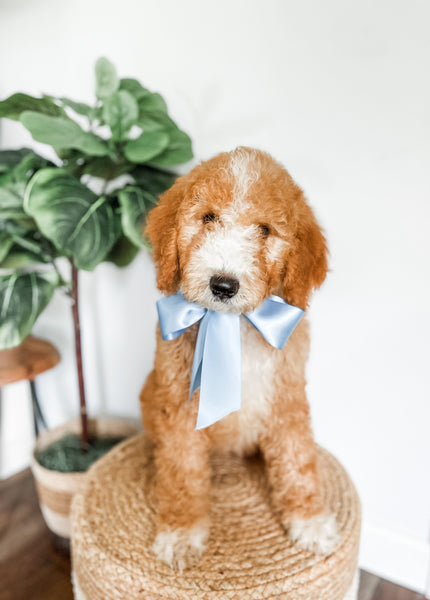 Medium Goldendoodle Boy $800