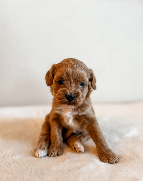 Cavapoo Girl $2,250