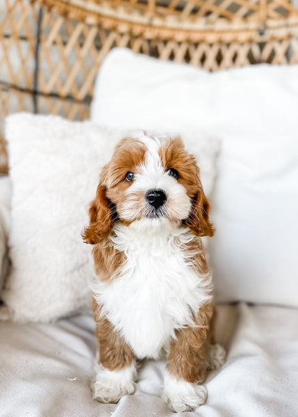 Mini Goldendoodle Boy $2500