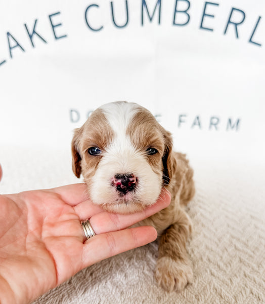Micro Goldendoodle Girl $2,250