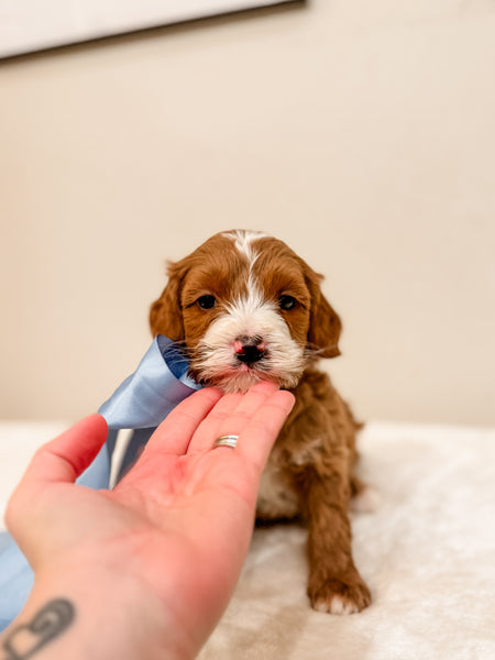 Micro/Mini Goldendoodle Boy $2,500
