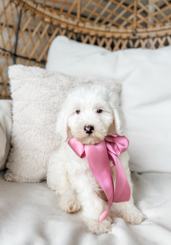 Micro/Mini Goldendoodle Girl $800