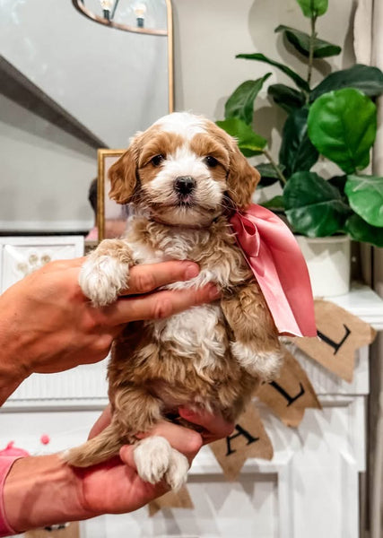 Micro Goldendoodle Girl $2,000
