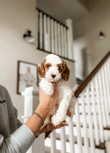 Micro/Mini Goldendoodle Boy $1000