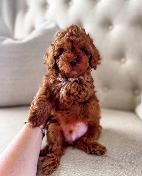 Micro F1BB Cavapoo Boy $3,000