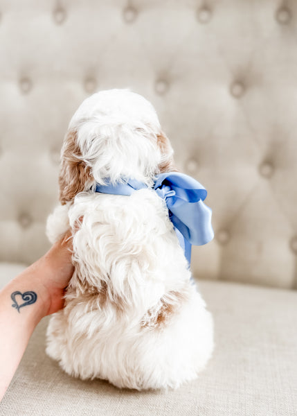 Mini Goldendoodle Boy $1000
