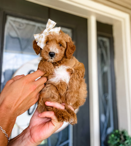 Micro Goldendoodle Girl $1,500