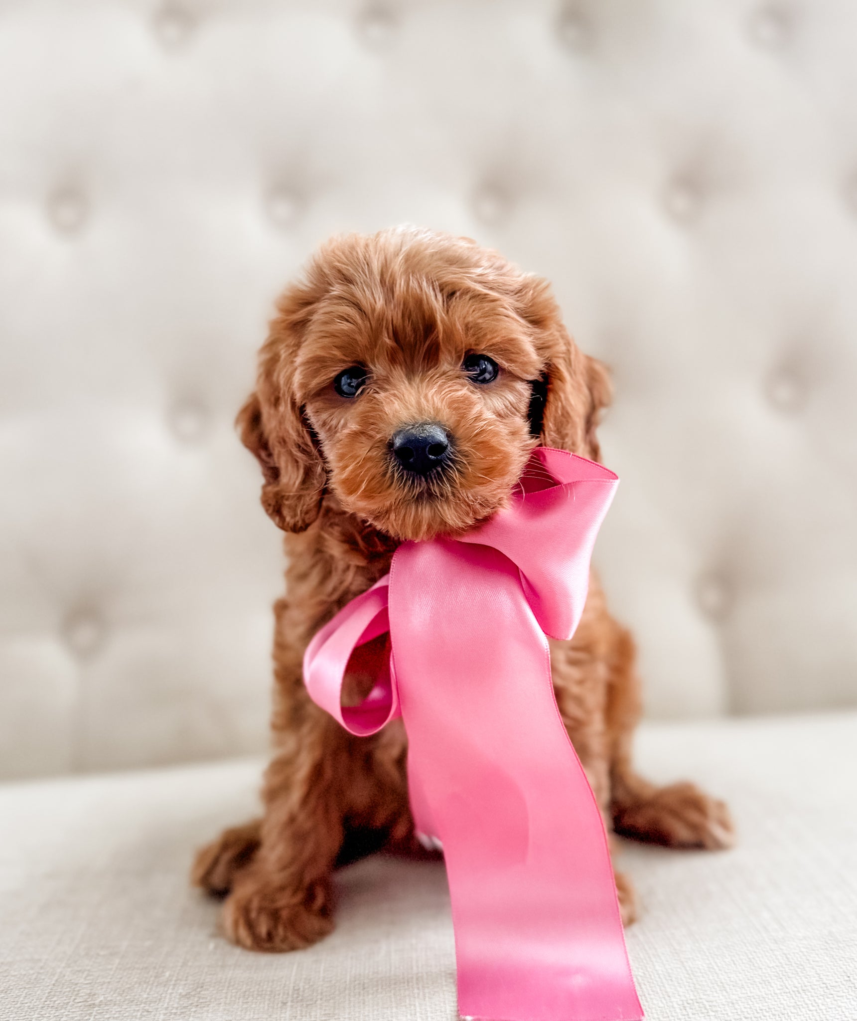 Mini Goldendoodle Girl $1250