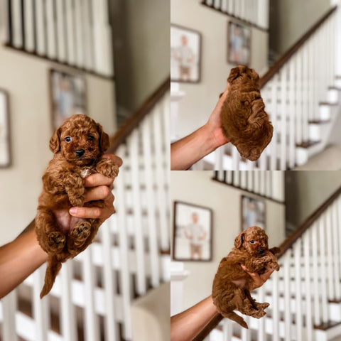 Toy Cavapoo Girl $2,000