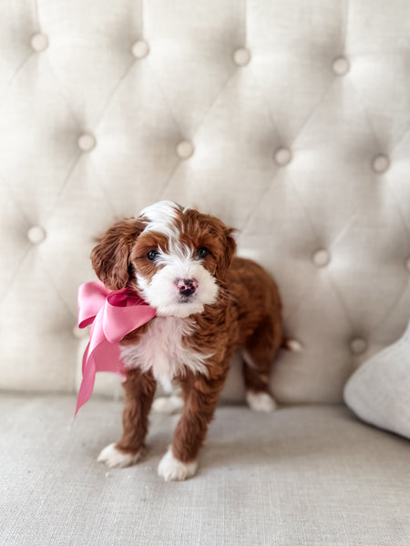 Micro Goldendoodle Girl $2,500