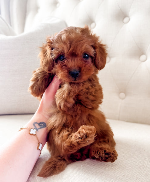 Micro F1BB Cavapoo Girl $2,500