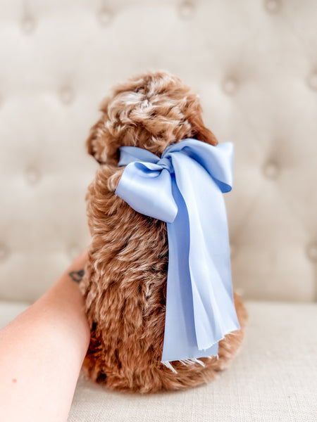 Mini Goldendoodle Boy $1500
