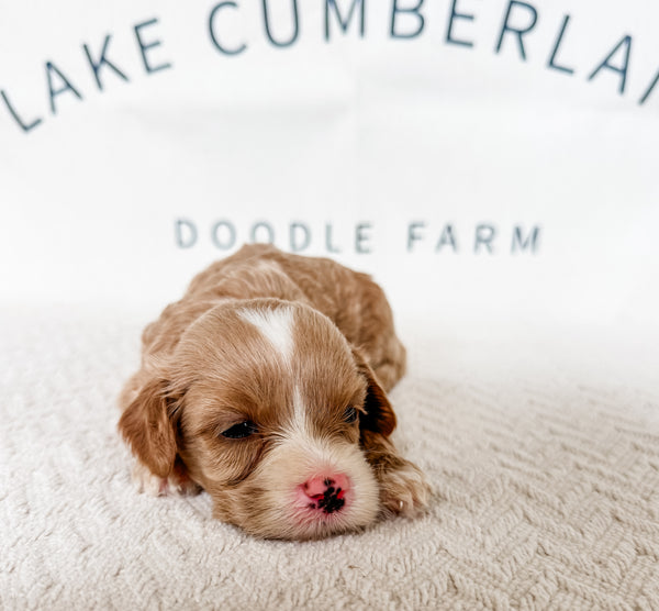 Micro Goldendoodle Girl $2,000