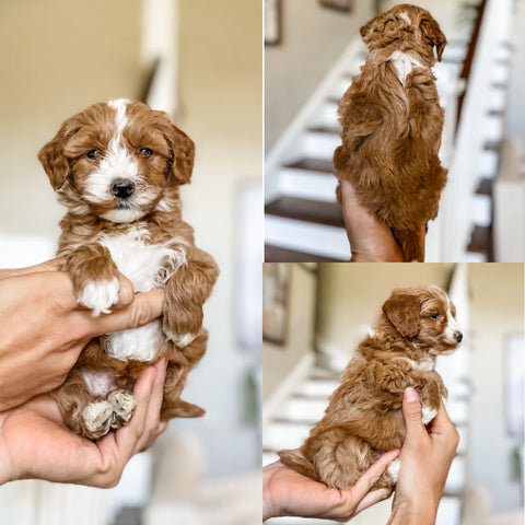 Mini Goldendoodle Boy $2000