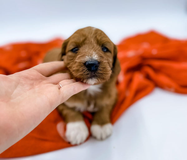 Micro/Mini Goldendoodle Boy $1,750