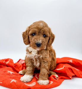 Micro/Mini Goldendoodle Boy $1,750