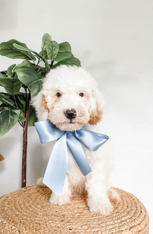 Mini Goldendoodle Boy $800