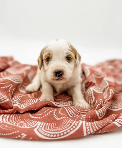 Petite Goldendoodle Boy $1,250