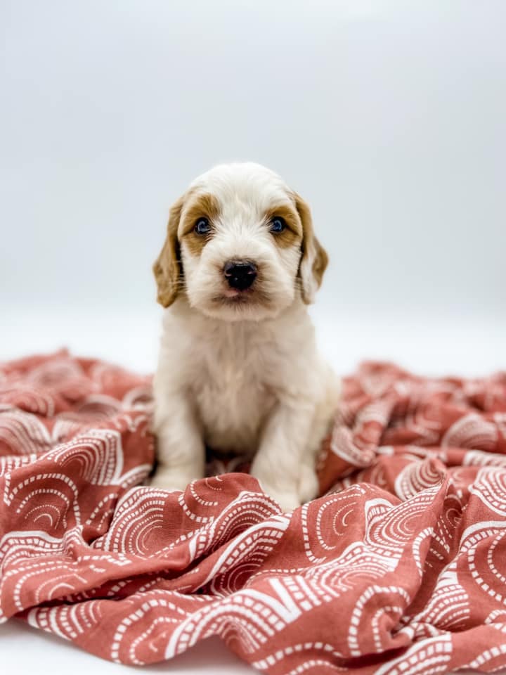 Petite Goldendoodle Boy $1,250