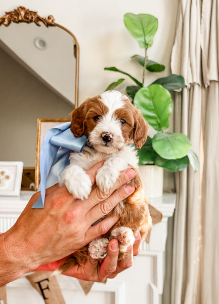Micro Goldendoodle Boy $3,000