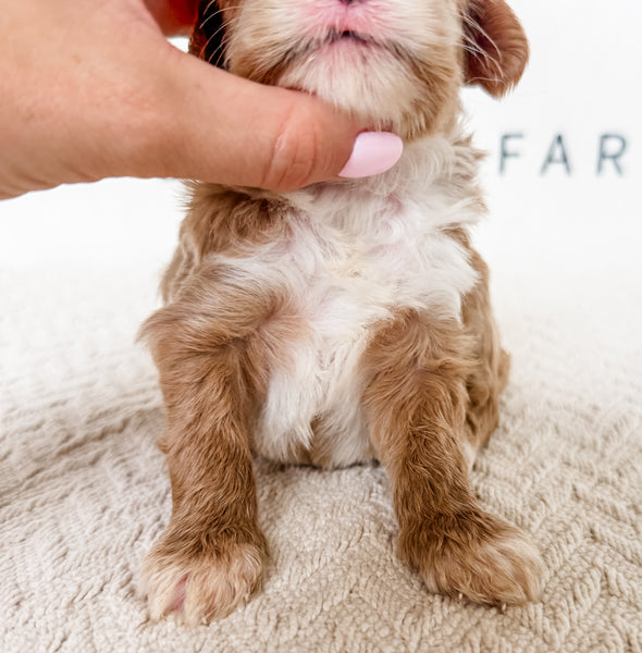 Micro Goldendoodle Girl $2,000