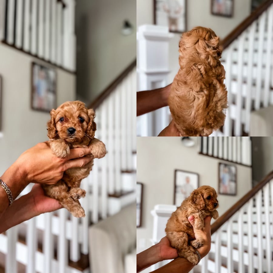 Micro F1 Cavapoo Girl $2,000 – Lake Cumberland Doodle Farm