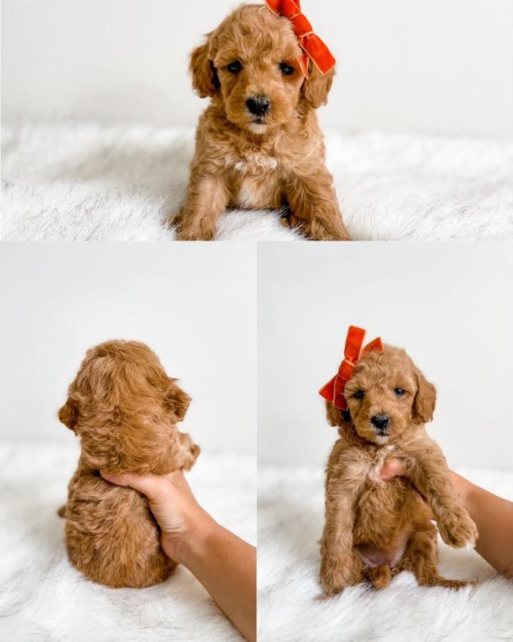 Micro/Mini Goldendoodle Girl $1,500