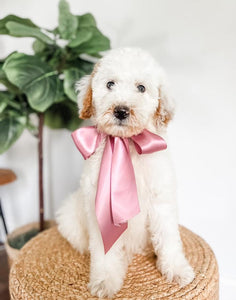 Mini Goldendoodle Girl $800