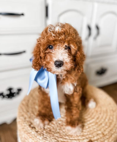 Micro Goldendoodle Boy $1,500