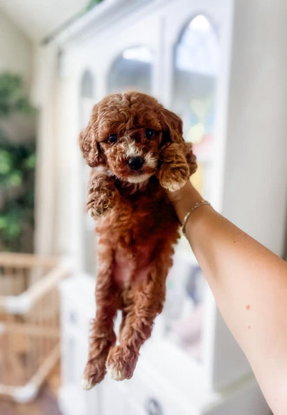 Micro/Mini Goldendoodle Boy $1,500