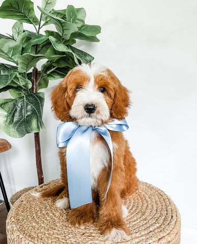 Mini Goldendoodle Boy $1,500