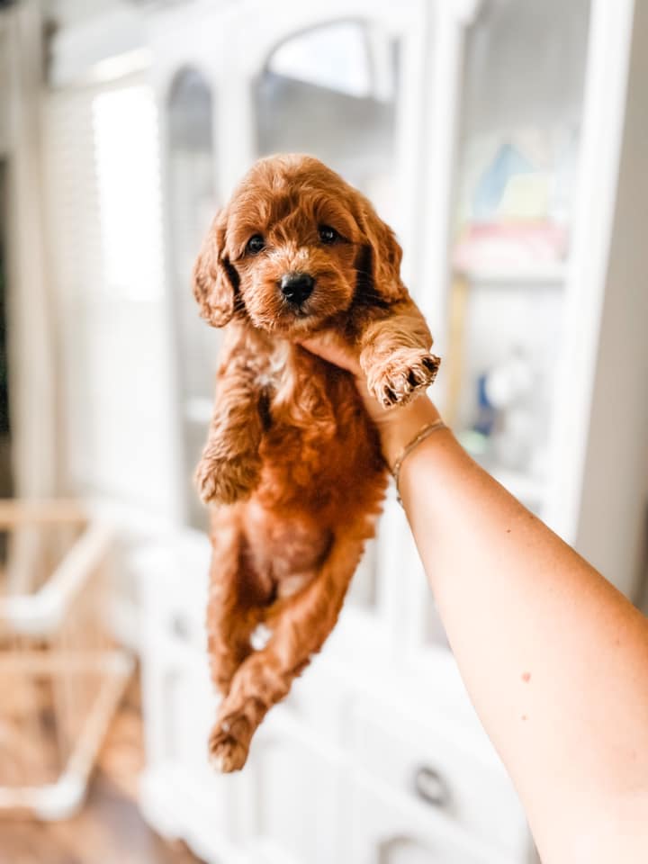 Mini Goldendoodle Girl $1,500