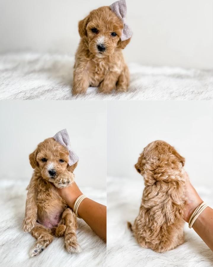 Micro/Mini Goldendoodle Girl $1,350