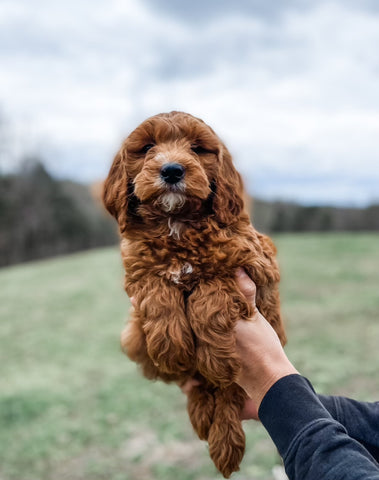 Mini Goldendoodle Boy $1500