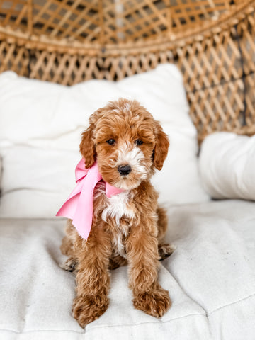 Micro/Mini Goldendoodle Girl $1,400
