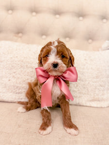 Micro/Mini Goldendoodle Girl $1,750- remainder