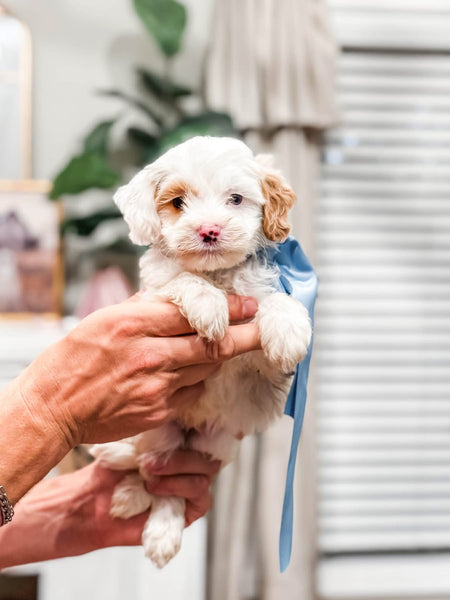 Micro Goldendoodle Boy $1,000