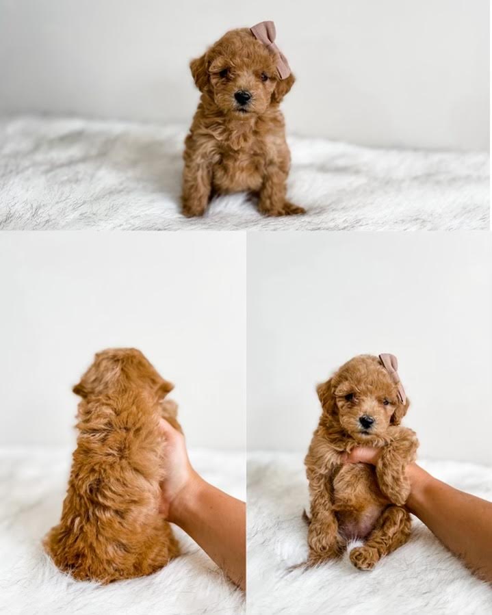 Micro/Mini Goldendoodle Girl $1,500