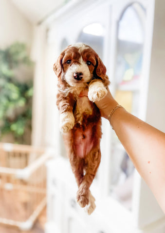 Micro/Mini Goldendoodle Boy $1,500