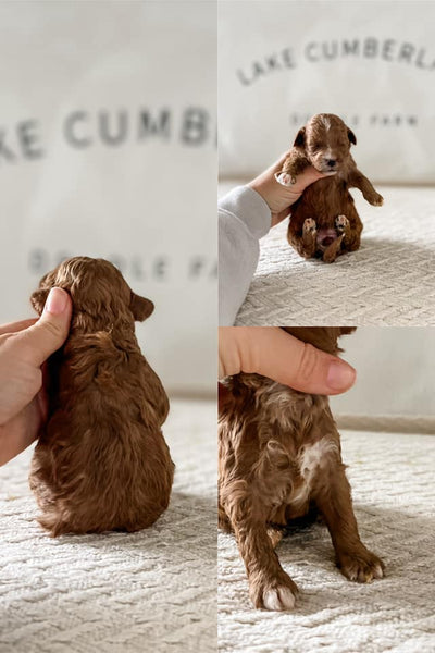 Micro Goldendoodle Girl $2000