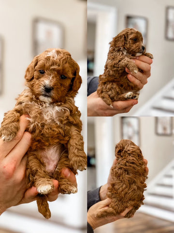 Micro Goldendoodle Girl $2000