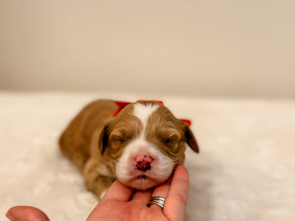 Micro/Mini Goldendoodle Girl $2,500