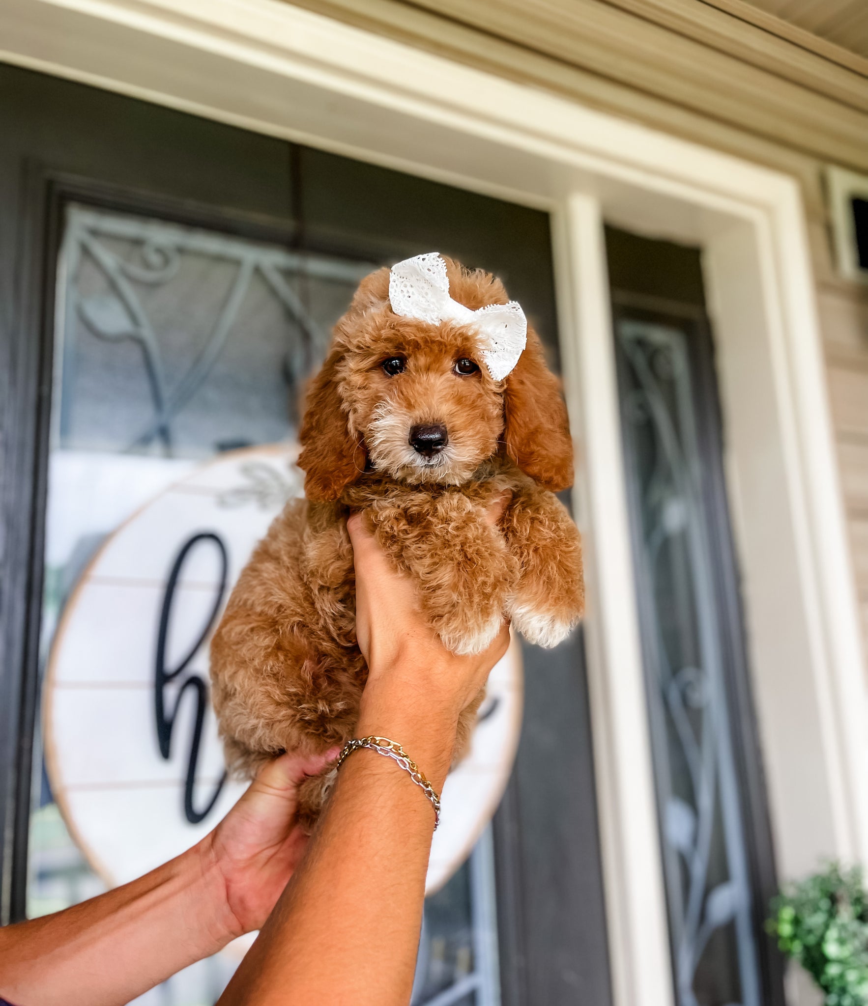 Micro/Mini Goldendoodle Girl $1,500