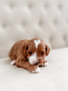 Micro Goldendoodle Girl $2,500