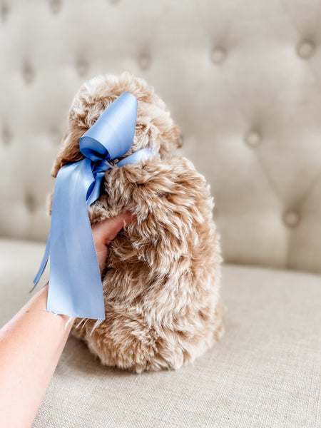 Mini Goldendoodle Boy $1500