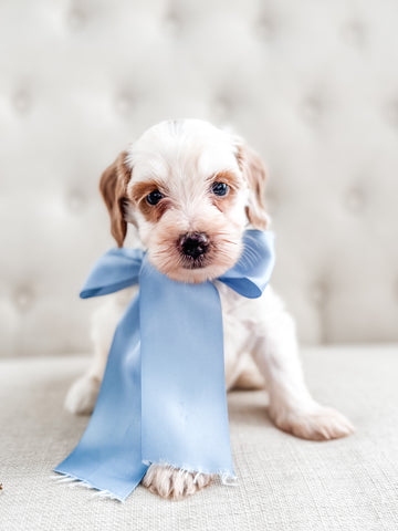 Micro/Mini Goldendoodle Boy $1200
