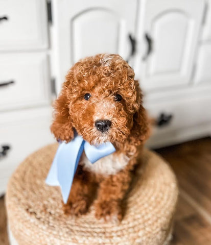 Micro Goldendoodle Boy $1,350