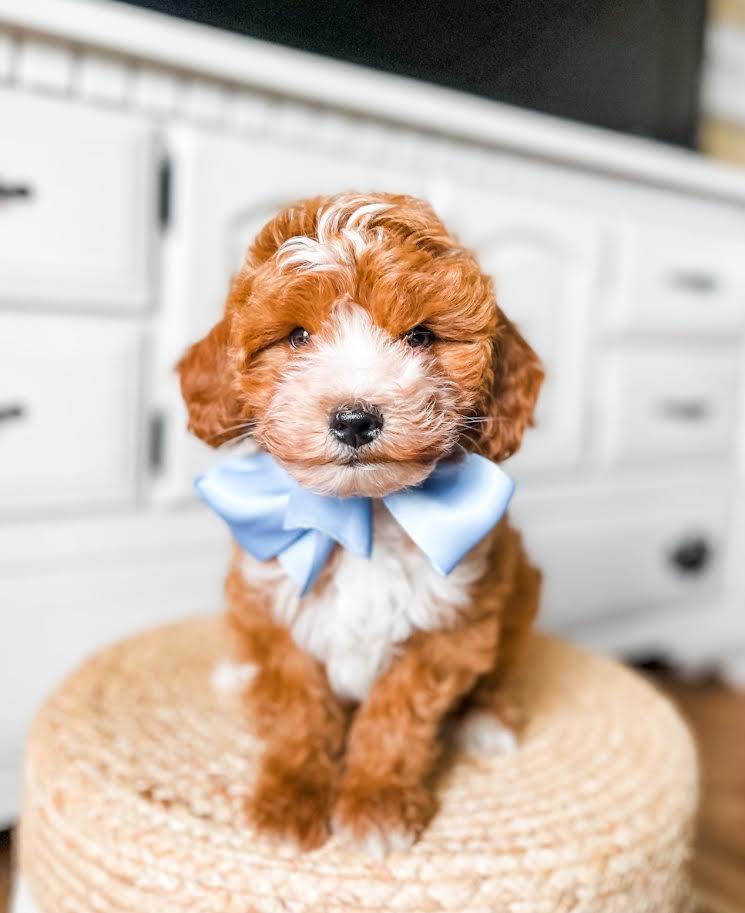 Micro Goldendoodle Boy $1,750