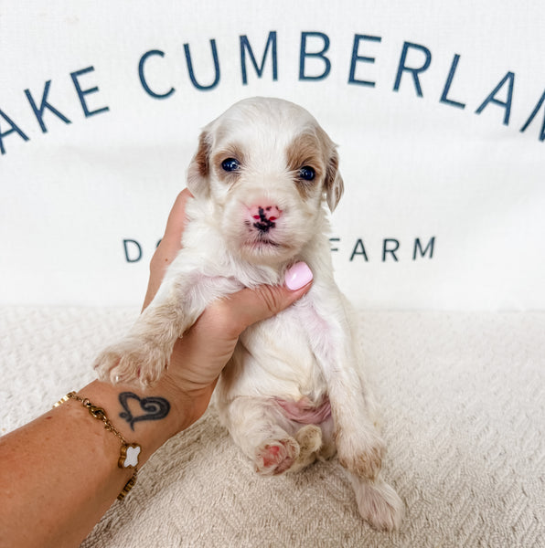 Micro Goldendoodle Boy $1,000