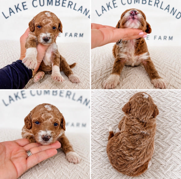 Micro Goldendoodle Girl $2,000